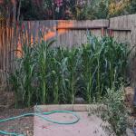 images/files/images/j51_thumbs_gallery_veggies/Corn_patch_from_bedroom_window_July_25_800x504.jpg